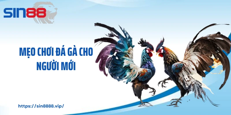Mẹo chơi đá gà cho người mới